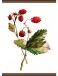 Leinwand Erdbeer Pflanze, Leinwand Rollbild 50x70 cm