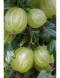 Sulenobst Grne Stachelbeere Tatjana, Hhe: 50 cm, 2 Pflanzen