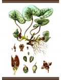 Leinwand Pflanzen Anatomie, Leinwand Rollbild 50x70 cm
