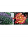 Set: Beetrose Rose Rumba & Lavendel