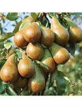 DUO-Obstbaum Birne