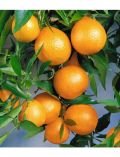 Zitrusbaum Clementine