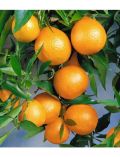 Zitrusbaum Clementinen-Stmmchen
