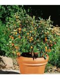 Zitrusbaum Kumquat