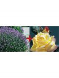 Set: Beetrose Rose Peace & Lavendel