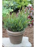 Hecke Kiefer Pinus mugo mughus, Hhe: 40-50 cm, 1 Pflanze