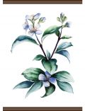 Leinwand Lila Pflanze, Leinwand Rollbild 50x70 cm