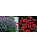Set: Beetrose Rose Europeana & Lavendel