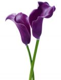 XXL Poster Giant Art - Purple Calla Lilies